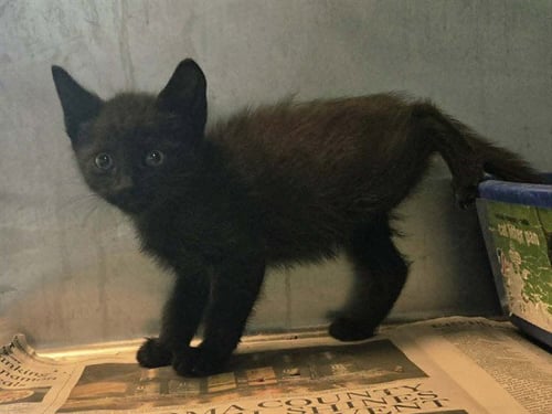 A1047382 - Domestic Short Hair available for adoption