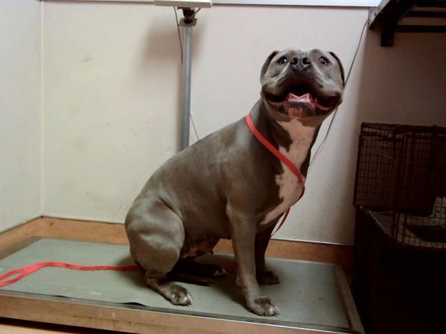 CATWOMAN - Pit Bull Terrier available for adoption