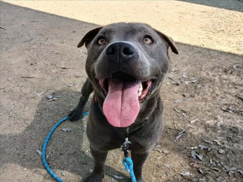 CRUZ - Pit Bull Terrier available for adoption