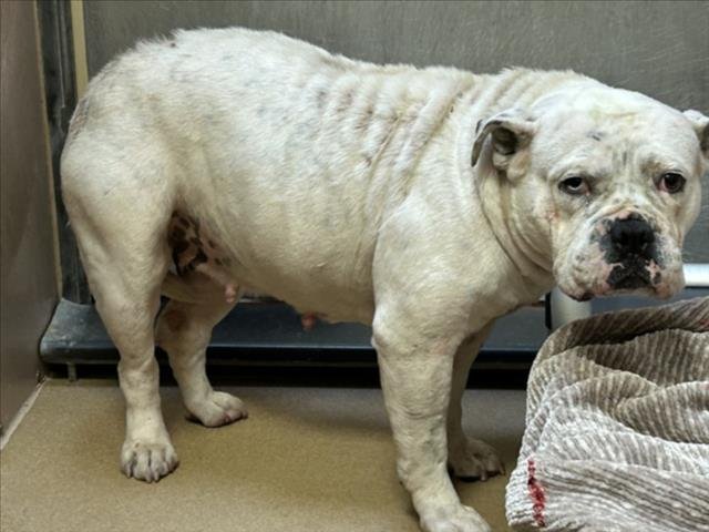 WANDA - English Bulldog / Pit Bull Terrier for adoption in Vallejo