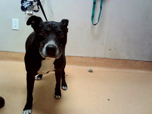 RIPLEY - Labrador Retriever available for adoption