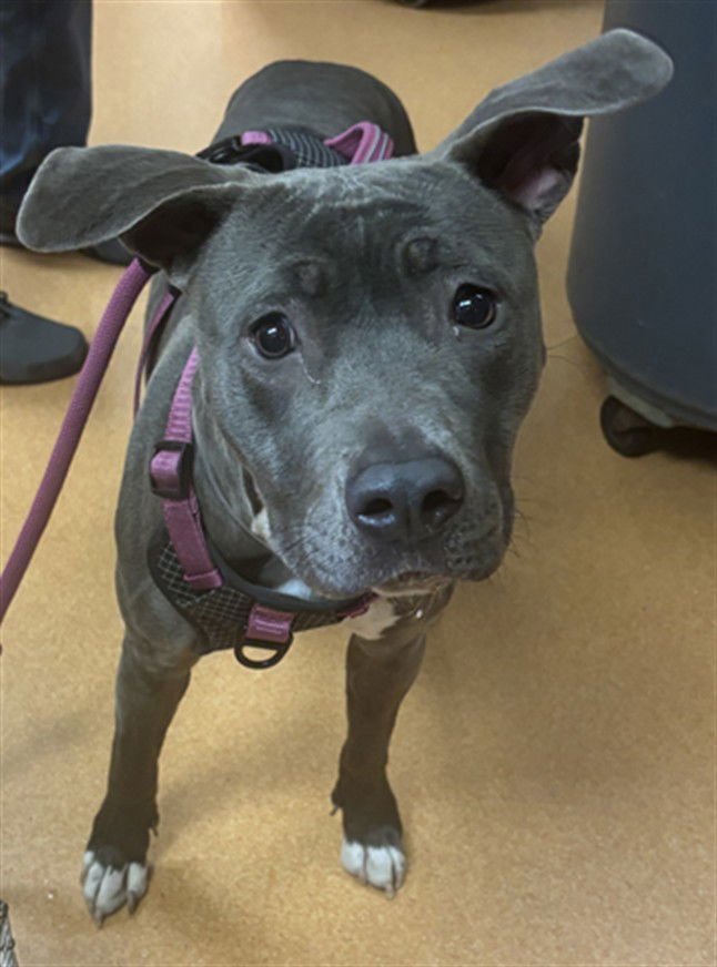 RHEA - Pit Bull Terrier available for adoption