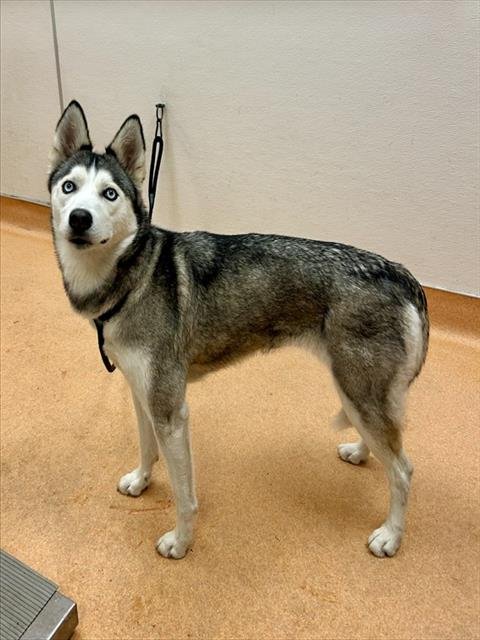 SKY - Siberian Husky available for adoption