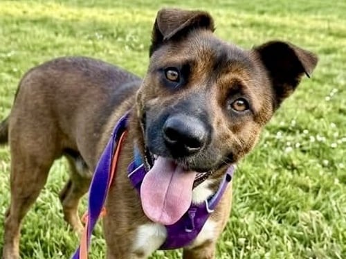 JASON - German Shepherd Dog for adoption in Concord