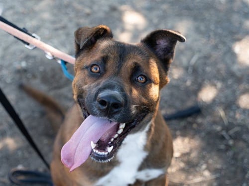 JASON - German Shepherd Dog available for adoption
