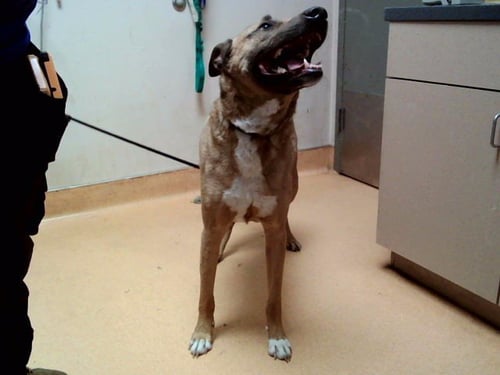 MUSA - German Shepherd Dog available for adoption