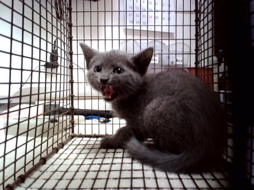 A1048009 - Domestic Short Hair available for adoption