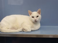SNOWBALL - Photo 1