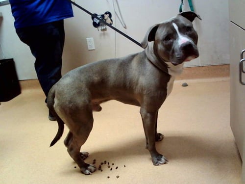 FLINT - Pit Bull Terrier available for adoption