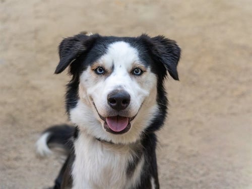 BETTY - Siberian Husky / Australian Shepherd available for adoption