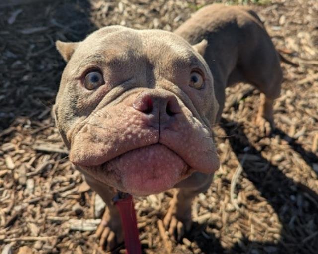 MUSHROOM - French Bulldog available for adoption