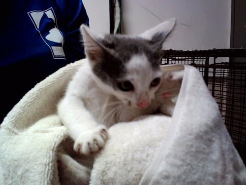 A1050077 - Domestic Short Hair available for adoption