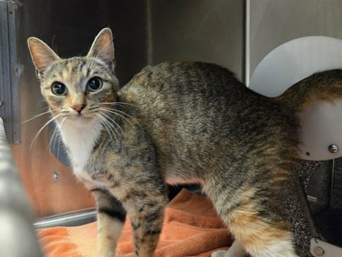 A1049482 - Domestic Short Hair for adoption in Concord