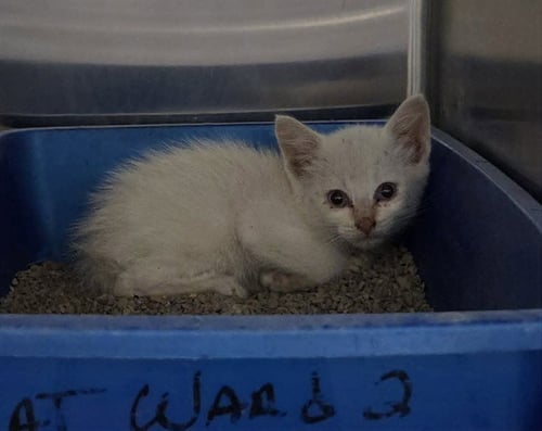 A1048967 - Siamese available for adoption