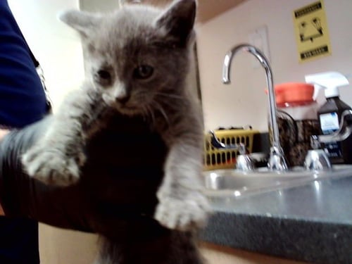 A1047634 - Domestic Short Hair available for adoption