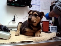 PENNY - Photo 1