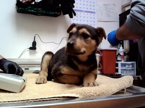 PENNY - German Shepherd Dog available for adoption