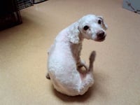 OLLIE - Photo 1