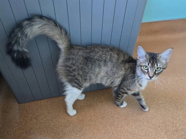 VIOLET Image