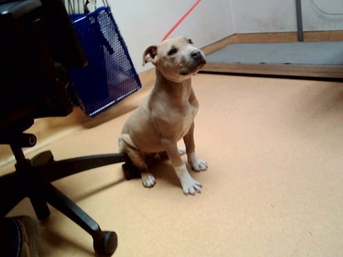 PESTO - Pit Bull Terrier available for adoption