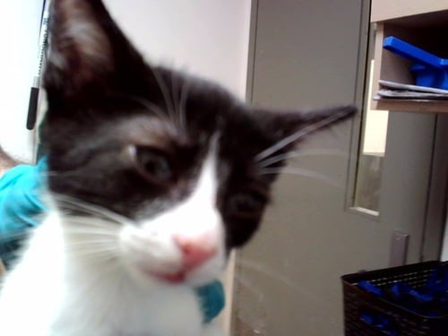 A1053198 - Domestic Short Hair available for adoption