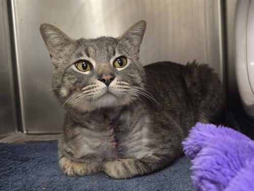 EVEREST - Domestic Medium Hair available for adoption