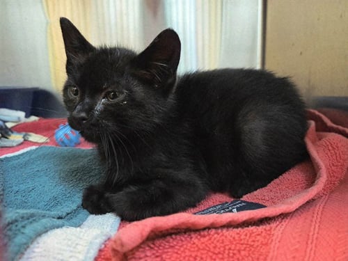 CARBON - Domestic Short Hair available for adoption