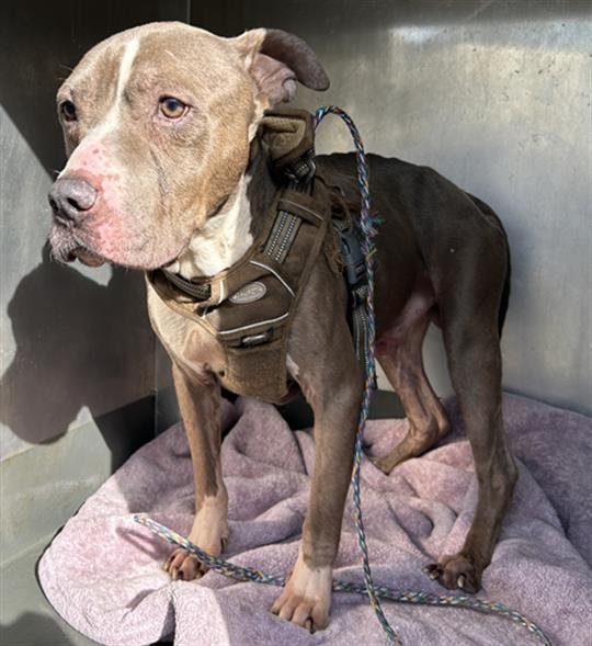 BARNEY - Pit Bull Terrier for adoption in Vallejo