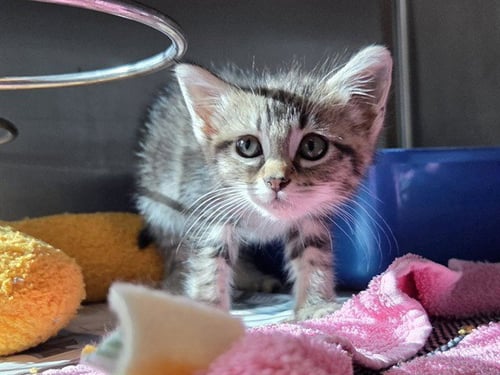 A1052813 - Domestic Short Hair available for adoption