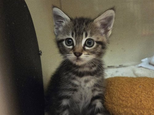 A1052813 - Domestic Short Hair for adoption in Concord