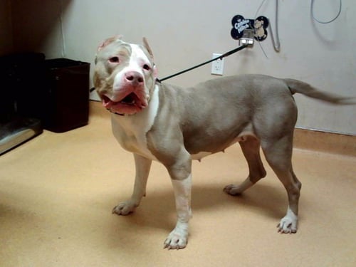 MAUDE - Pit Bull Terrier available for adoption