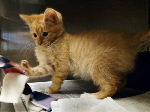 KEVYN - Domestic Short Hair available for adoption
