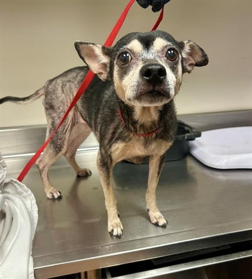 JAZZY - Miniature Pinscher / Chihuahua available for adoption