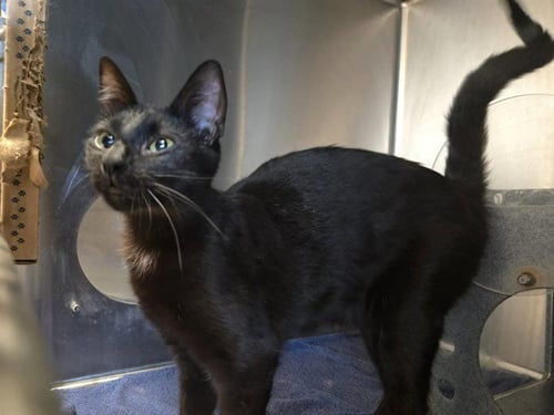 AUBURN - Domestic Short Hair available for adoption