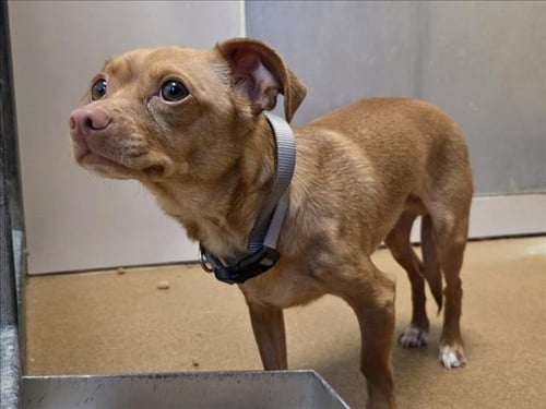 PECAN - Chihuahua available for adoption