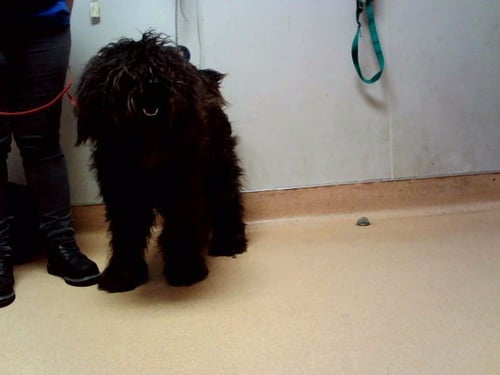 EBONY - Poodle (Standard) available for adoption