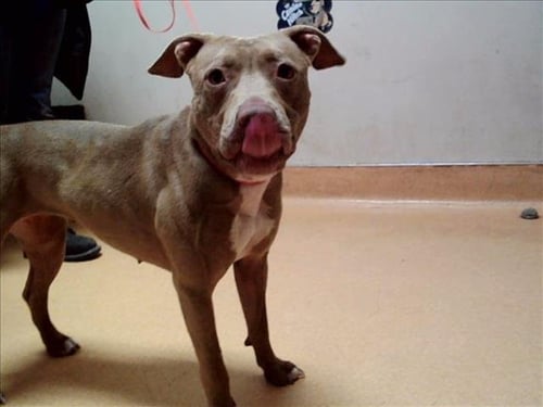 RAINBOW - Pit Bull Terrier available for adoption