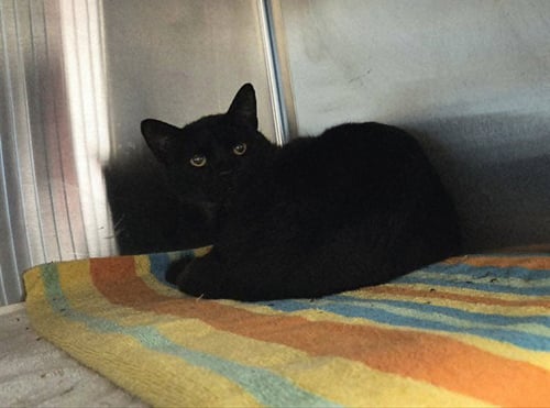 CHONKERS - Domestic Short Hair available for adoption