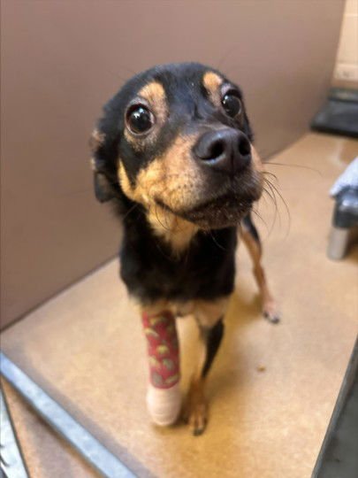 SKIPPY - Jack Russell Terrier (Parson Russell Terrier) available for adoption