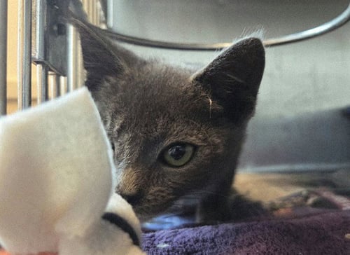 A1055284 - Domestic Short Hair available for adoption
