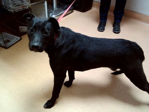 HARLEY QUINN - Pit Bull Terrier available for adoption