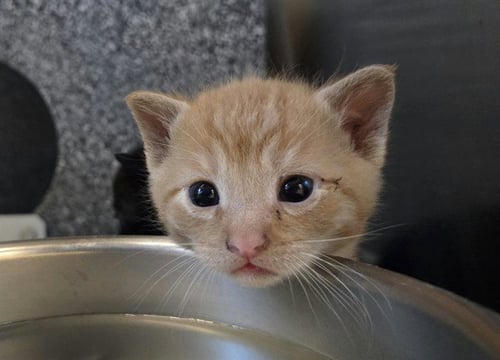 A1054304 - Domestic Short Hair available for adoption