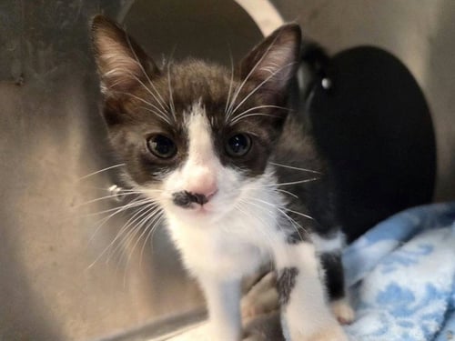 A1053675 - Domestic Short Hair available for adoption