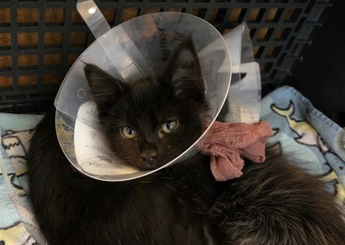 MINA - Domestic Short Hair available for adoption