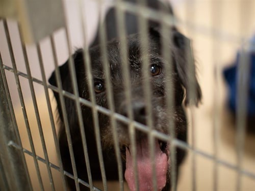 BENDER - Terrier available for adoption