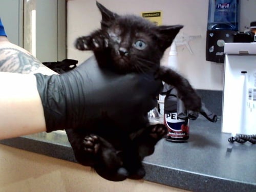 A1047389 - Domestic Short Hair available for adoption