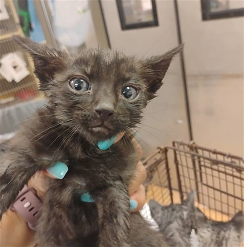 A1048414 - Domestic Short Hair available for adoption