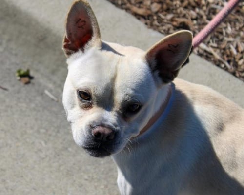NOUGAT - Terrier available for adoption