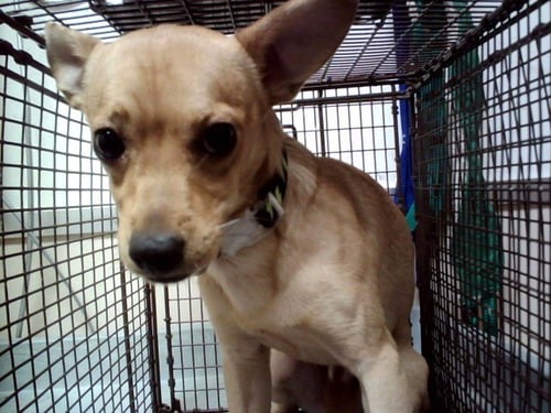 FLIP FLOP - Chihuahua available for adoption