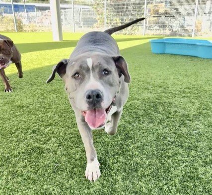 HONEY - Pit Bull Terrier available for adoption